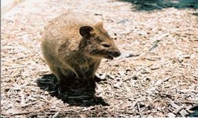 C:\Users\shaun\Documents\memory stick\New folder\New Australia\web australia photos\The quokkas on Rottnest Island.jpg