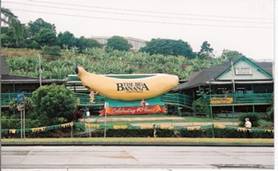 C:\Users\shaun\Documents\memory stick\New folder\New Australia\web australia photos\The Big Banana - one helluva walk!.jpg