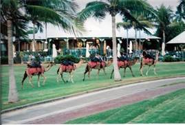 C:\Users\shaun\Documents\memory stick\New folder\New Australia\web australia photos\Camel trains -on our last night in Broome..jpg